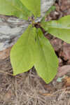 Pyramid magnolia